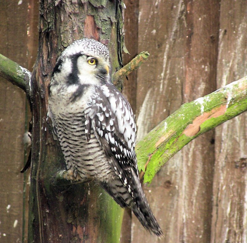 Bennas2010-0363.jpg - The Hawk Owl